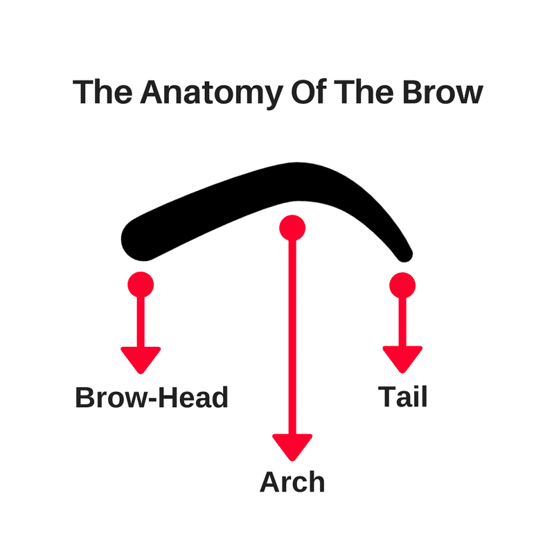 The Anatomy of the brows
